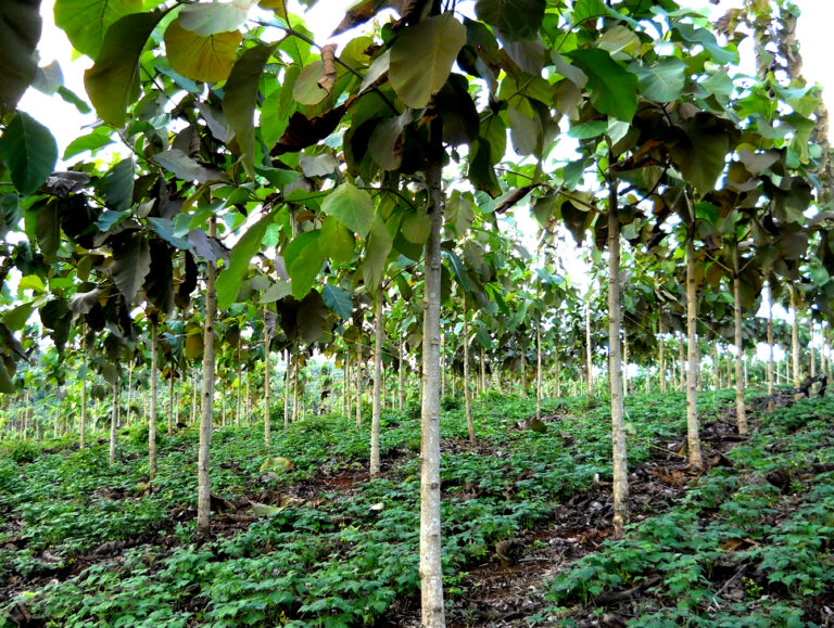 High Impact Reforestation Program - Nicaragua