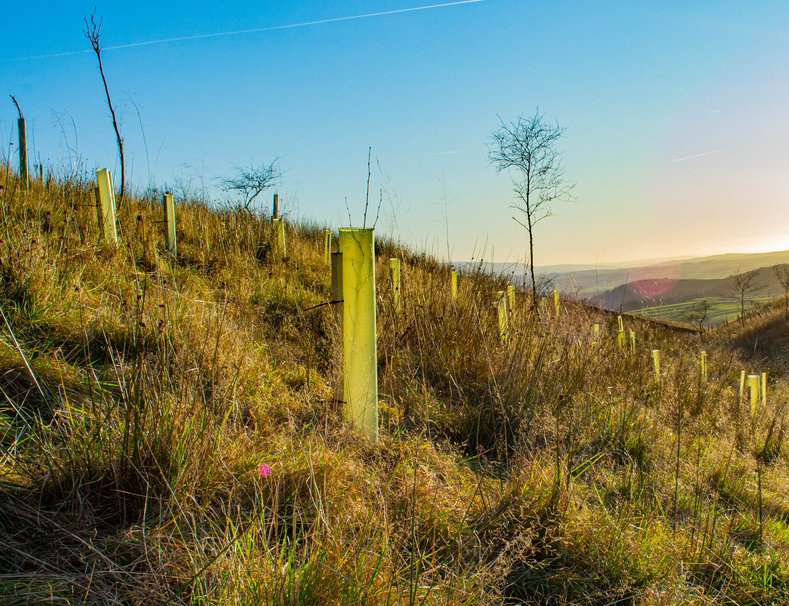 Yorkshire Woodland Management