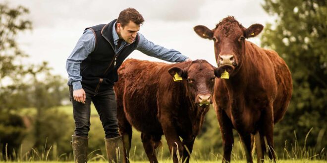 The Dorset Meat Company